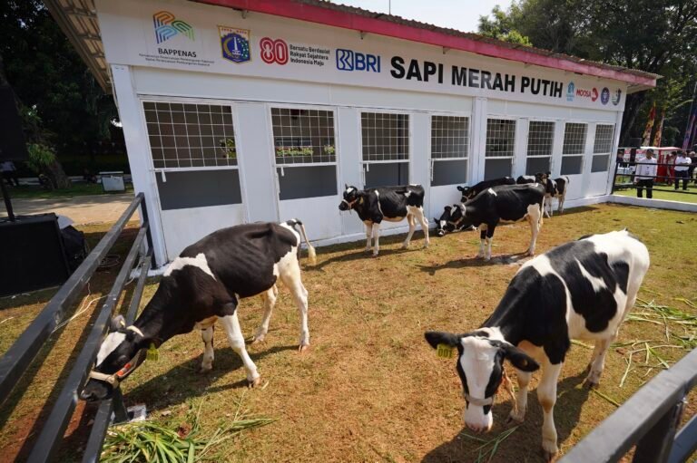 Program Sapi Merah Putih Membuka Jalan Swasembada Pangan dan Pekerjaan Produktif