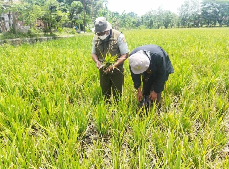 Revitalisasi Irigasi Dorong Swasembada Pangan dan Pertumbuhan Ekonomi