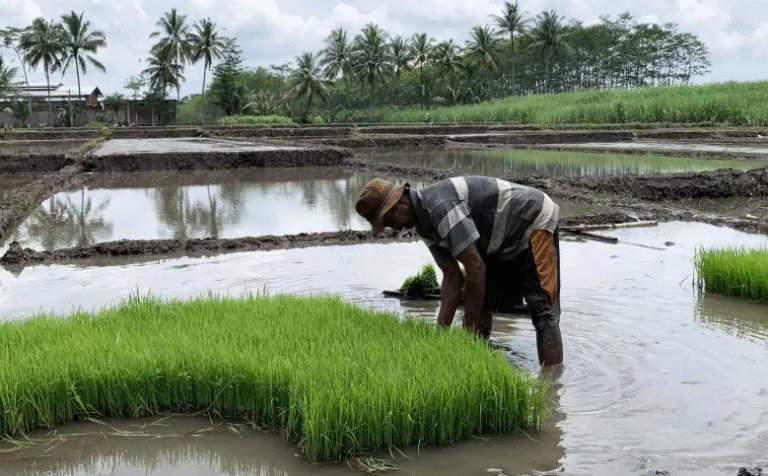 Swasembada Pangan Jadi Strategi Pemerintah Tingkatkan Pendapatan Petani