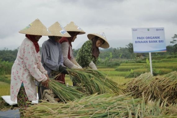 Pemerintah Pastikan Swasembada Pangan Beri Dampak Positif bagi Ekonomi Kerakyatan